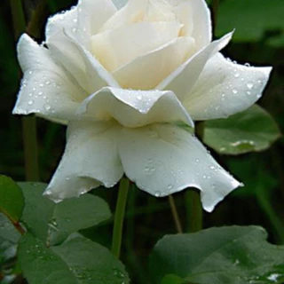 ENVIO SUPER RÁPIDO 100 sementes de rosa branca grande yt floresce o ano todo ll l T1