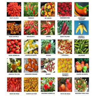 100 sements pimentas sortidas mix envio imediato com manual de cultivo