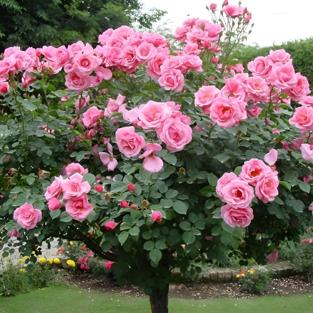 1000 Sementes De Rosa Tree Arbustiva Mix Color - Para Mudas | Shopee Brasil