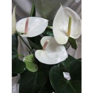 lighting plant pots Plant Grow Light Stick – Seedor main image 1