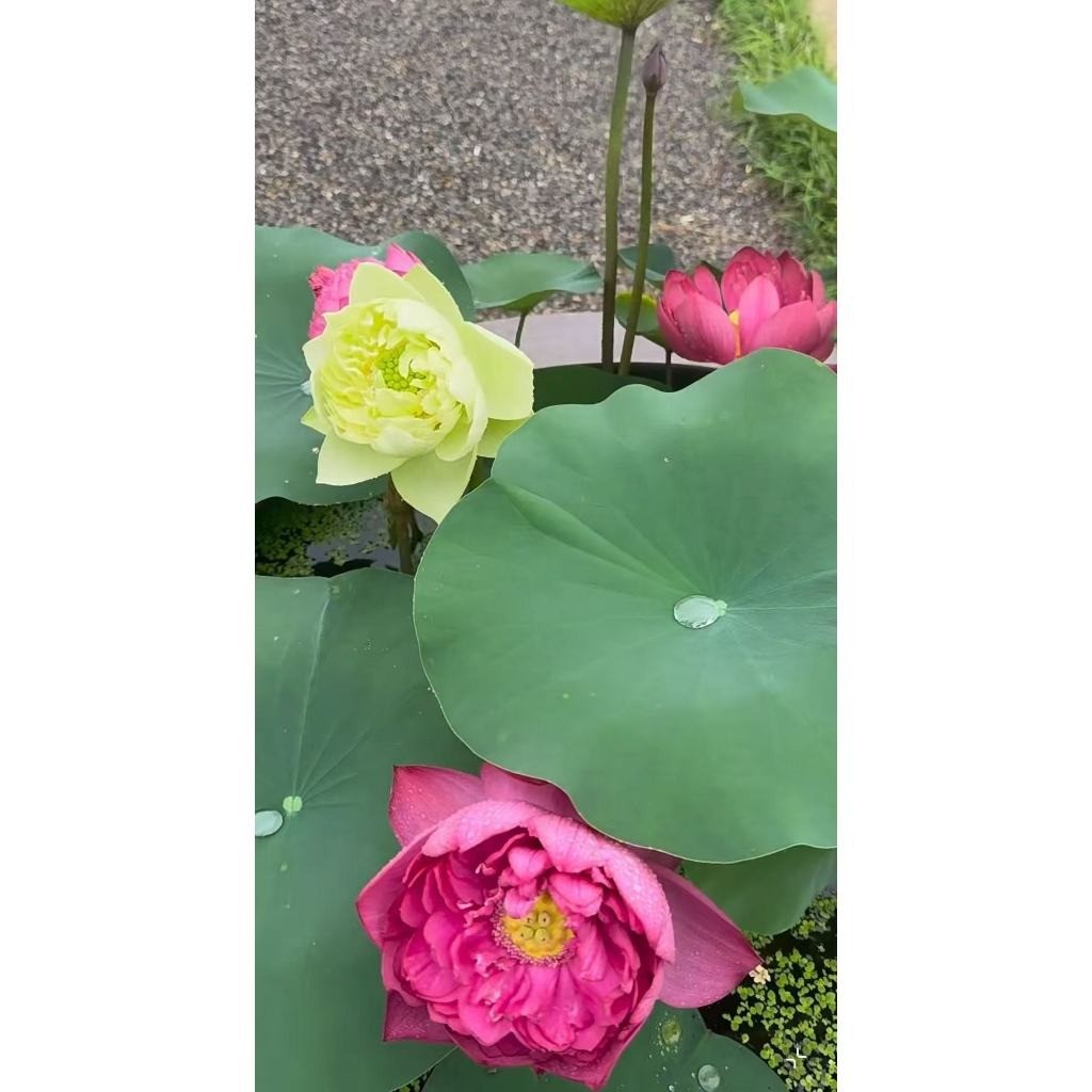 natureza viva Sementes de Flor de Lotus Sortidas com Manual de Cultivo ...
