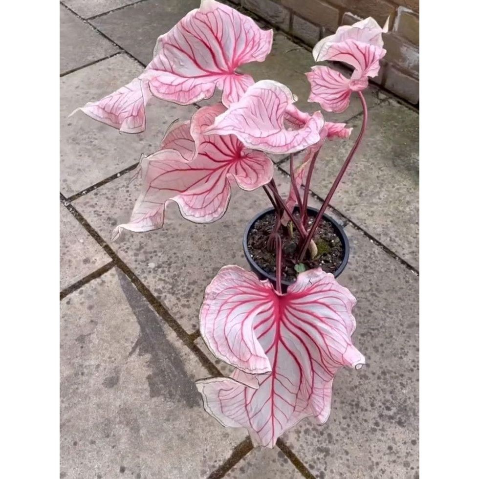Caladium Ruby 100 sementes com manual de cultivo SS | Shopee Brasil
