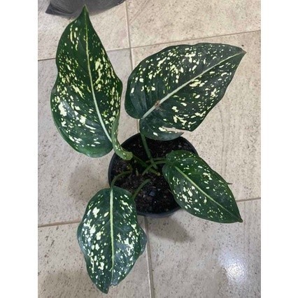 buy a aloe vera plant Aloe Barbadensis 1gal