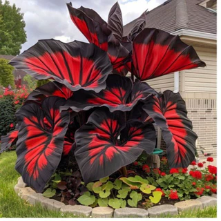 Bulbo Caladium: Guia Completo e Onde Comprar | BuscaProdutos