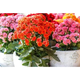 1000 Sementes Da Flor Kalanchoe Mix para plantio de Mudas de Suculentas