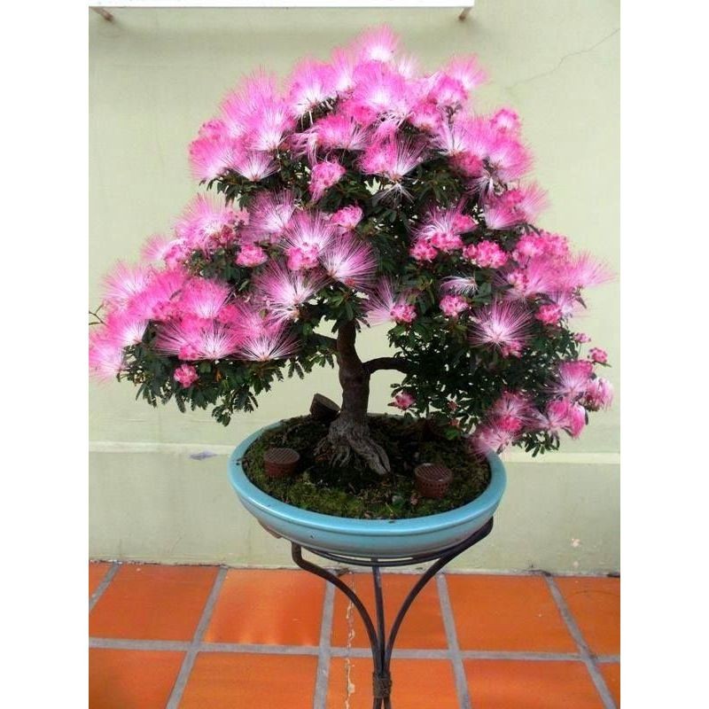 ume bonsai Ume Japanese Apricot-Japanese Plum Bonsai 18  Bella Bonsai Nursery