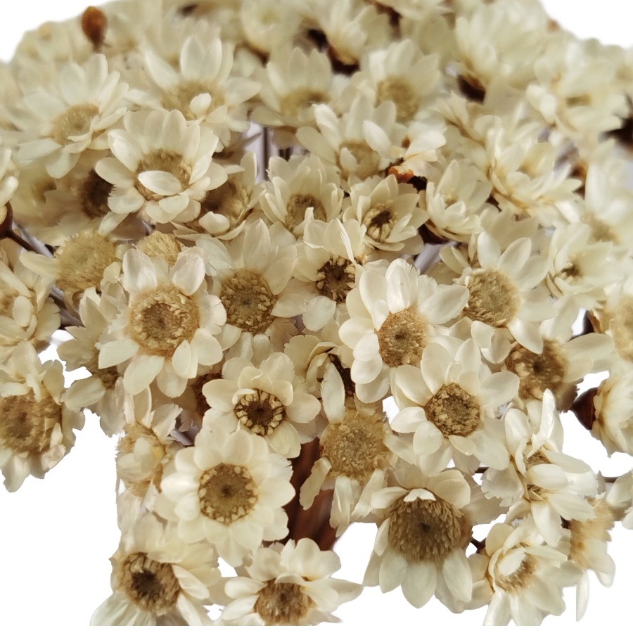 Sempre Viva Flor Seca | Shopee Brasil
