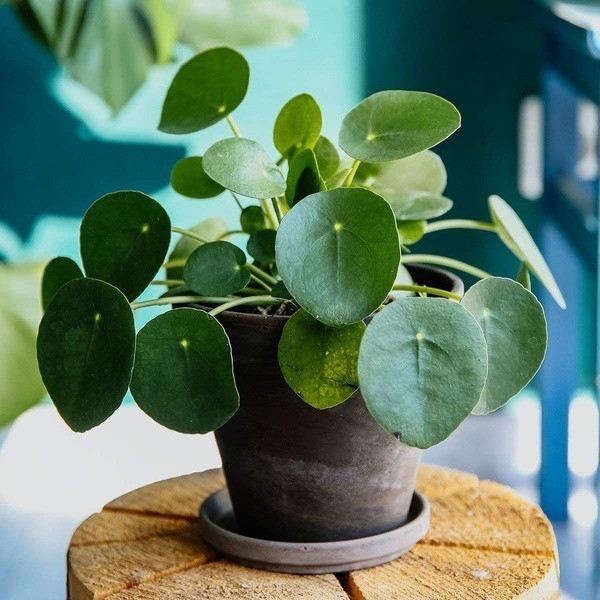 Sementes de Pilea Peperomioides Planta Dinheiro Chinês | Fácil de ...