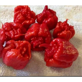 Carolina Reaper 200 500 Sementes