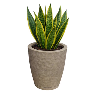 Vaso para Plantas Decorativo em Polietileno Coluna Bojo Escovado C/ Prato Coletor Bege em Oferta na Shopee