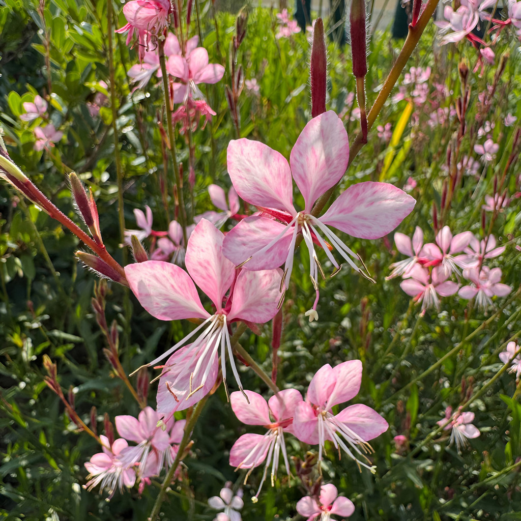Para plantar: 100 sementes De Gaura Lindheimeri Entrega Rápida | Shopee ...