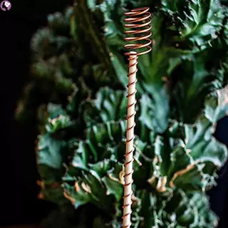 Estacas De Plantas De Eletrocultura De 6 Peças Promovem O Crescimento Da Planta Estaca De Cobre Para Plantio De Estufa D em Oferta na Shopee