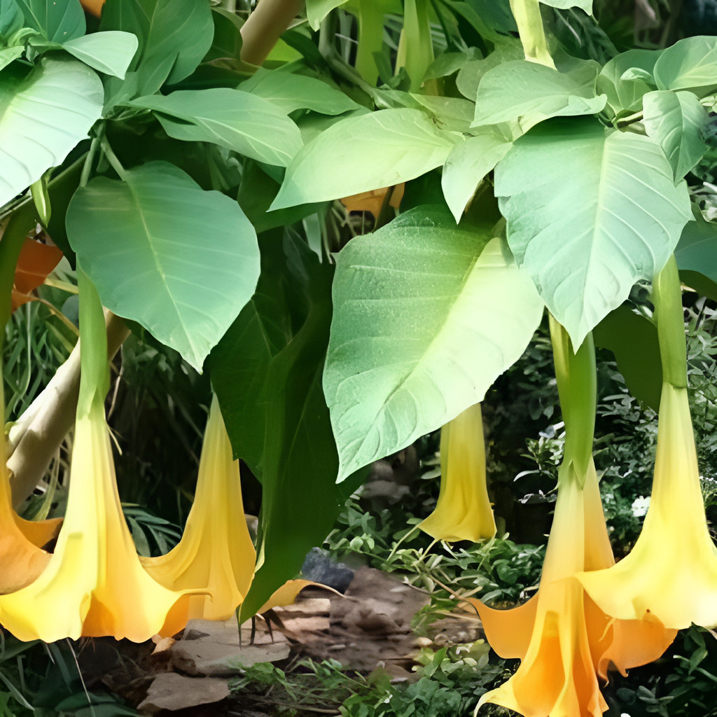 Datura出品 datura stramonium em Promoção na Shopee Brasil 2026