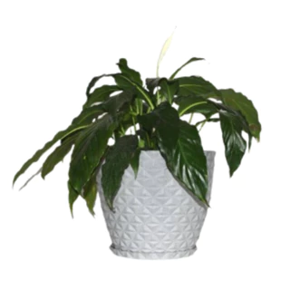 Vaso Polietileno para Plantas Jardim Sala Luxo Coluna Bojo Diamante 0 Cinza em Oferta na Shopee