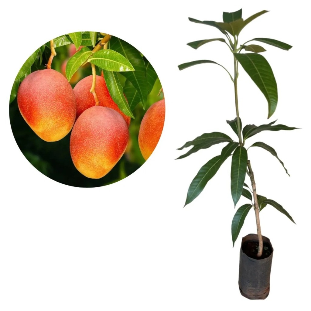 Muda de Manga Rosa de 30 a 60 cm | Shopee Brasil