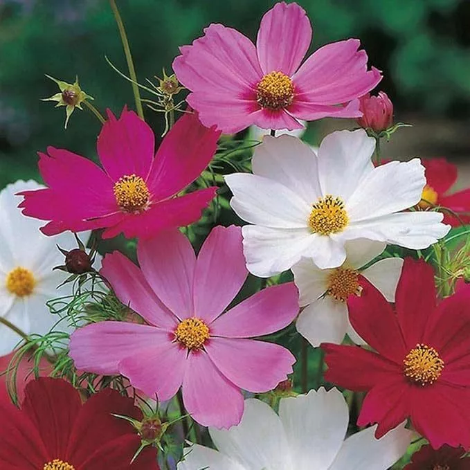 sementes de cosmea sensação sortida para jardim