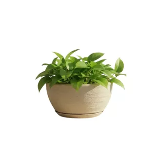 Vaso Decorativo em Polietileno para Planta Bacia Mini c Prato Coletor 26x13 em Oferta na Shopee
