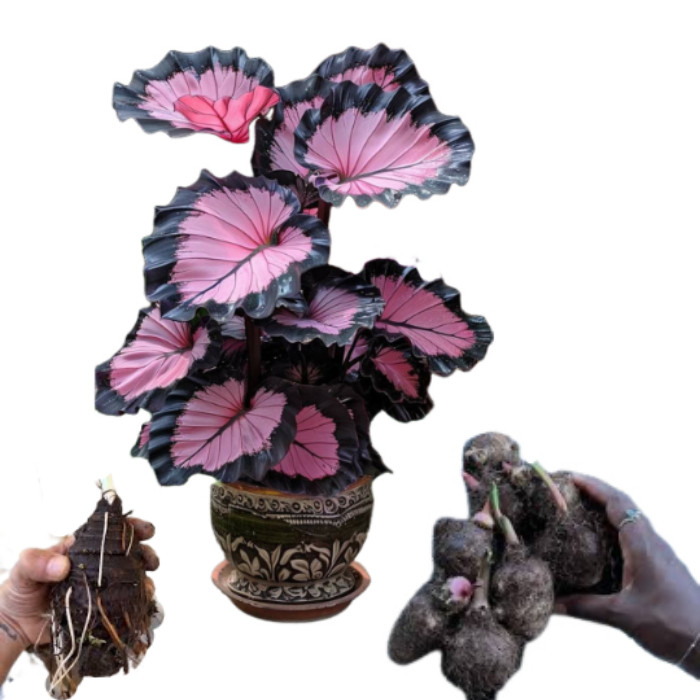 Bulbo de Caladium Ruby Way (tinhorão) | Shopee Brasil