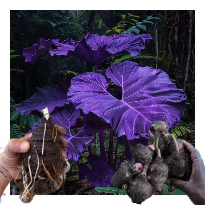 bulbo de caladium Mystic Meteor (tinhorão) | Shopee Brasil