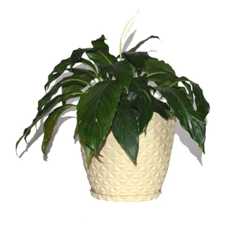 Vaso Polietileno para Plantas Jardim Sala Luxo Coluna Bojo Diamante 0 Bege em Oferta na Shopee