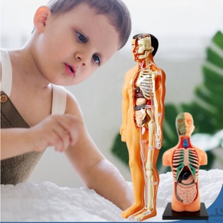 Conjunto De Anatomia De Órgãos Infantis De Brinquedos Humanos Destacáveis Boneca Cognitiva