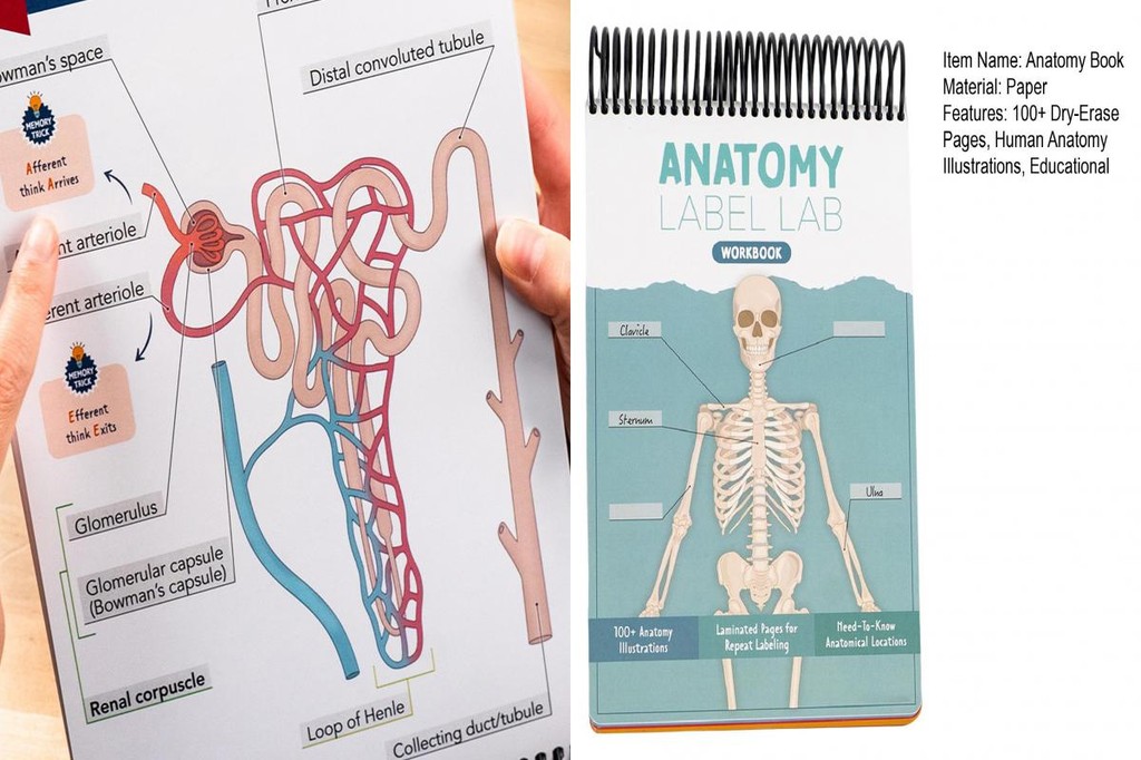 Recursos De Prática De Exame Ap Anatomia Engaging Livro De Exercícios ...