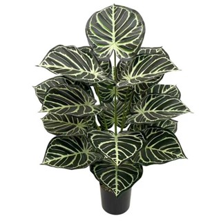 Filodendro Birkin em Promoção na Shopee Brasil 2025