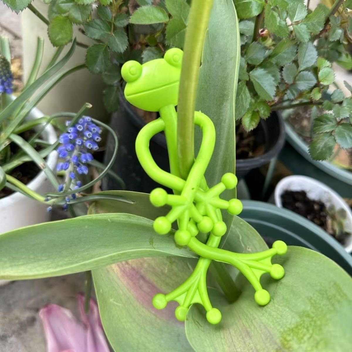 Suporte Para Plantas De Sapo-De Videira De Escalada Verde Fixação