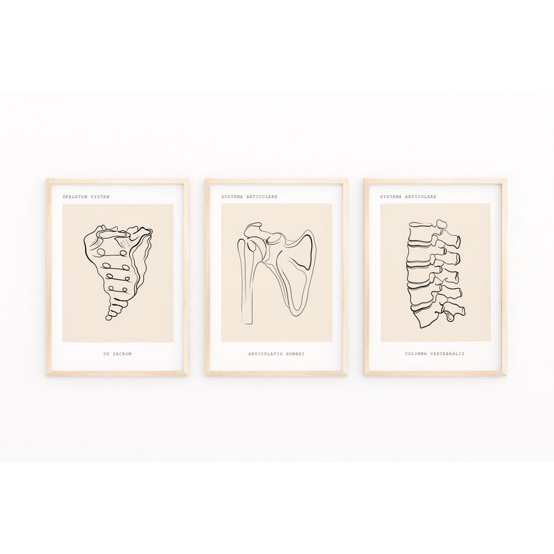 Quadro Decorativo Anatomia Humana, decoração casa Quadro Decorativo Medicina Minimalista tamanho grande Decora